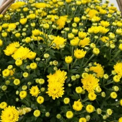 Chrysantheme Gelb Im Henkelkorb, Topf-Ø 19 Cm -Garten Sicht Verkäufe 1530200293 Chrysanthemum im Henkelkorb 19 21 gelb 1 126598