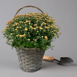 Chrysantheme Bronze Im Henkelkorb, Topf-Ø 19 Cm