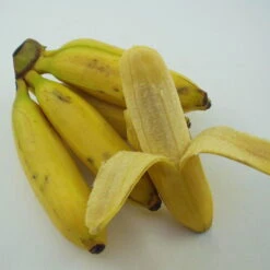 Bananenpflanze, Topf-Ø 17 Cm, Höhe Ca. 60 Cm, 2er-Set -Garten Sicht Verkäufe 1610200313 Blu Bio Banane T12 2er Set Musa basjoo winterhart WS 3 109596