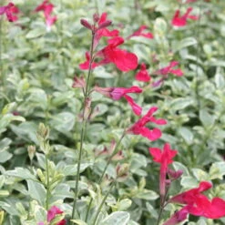 Bio Pfirsichsalbei, Topf-Ø 12 Cm, 3er-Set -Garten Sicht Verkäufe 1610200316 Blu Bio Pfirsichsalbei T12 3er Set Salvia greggii variegata 2 109601