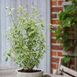 Bio Pfirsichsalbei, Topf-Ø 12 Cm, 3er-Set -Garten Sicht Verkäufe 1610200316 Blu Bio Pfirsichsalbei T12 3er Set Salvia greggii variegata 4 109602