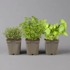 Garten Sicht Verkäufe -Garten Sicht Verkäufe 1610300383 Greenbar Kuechenkraeuter Kasten Anthrazit und 3Kraeuter 122883