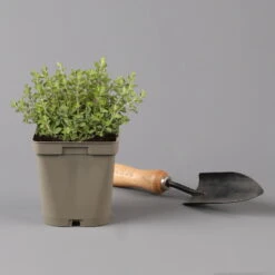 Küchenkräuter Basilikum, Oregano & Petersilie, Topf 11x11 Cm, Inkl. Greenbar® -Garten Sicht Verkäufe 1610300383 oregano Greenbar Kuechenkraeuter Kasten Anthrazit und 3Kraeuter 122885