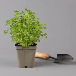 Küchenkräuter Basilikum, Oregano & Petersilie, Topf 11x11 Cm, Inkl. Greenbar® -Garten Sicht Verkäufe 1610300383 petersilie Greenbar Kuechenkraeuter Kasten Anthrazit und 3Kraeuter 122884