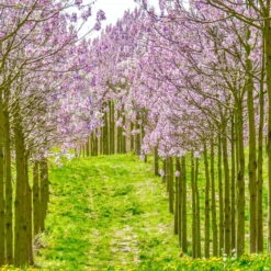 Bio Blauglockenbaum, Co2-Klimabaum 'NordMax21‘ ®, Topf-Ø 15 Cm -Garten Sicht Verkäufe 1615100163 Blu Klimabaum 11 121714