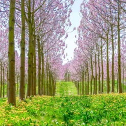 Bio Blauglockenbaum, Co2-Klimabaum 'NordMax21‘ ®, Topf-Ø 15 Cm -Garten Sicht Verkäufe 1615100163 Blu Klimabaum 13 121722