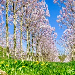 Bio Blauglockenbaum, Co2-Klimabaum 'NordMax21‘ ®, Topf-Ø 15 Cm -Garten Sicht Verkäufe 1615100163 Blu Klimabaum 14 121721