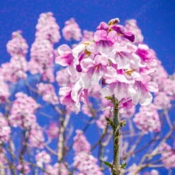 Bio Blauglockenbaum, Co2-Klimabaum 'NordMax21‘ ®, Topf-Ø 15 Cm -Garten Sicht Verkäufe 1615100163 Blu Klimabaum 16 121712