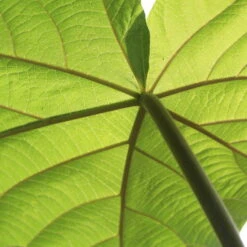 Bio Blauglockenbaum, Co2-Klimabaum 'NordMax21‘ ®, Topf-Ø 15 Cm -Garten Sicht Verkäufe 1615100163 Blu Klimabaum 17 121711