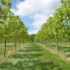 Bio Blauglockenbaum, Co2-Klimabaum 'NordMax21‘ ®, Topf-Ø 15 Cm -Garten Sicht Verkäufe 1615100163 Blu Klimabaum 3 121719