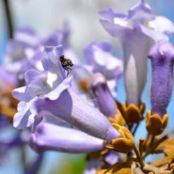 Bio Blauglockenbaum, Co2-Klimabaum 'NordMax21‘ ®, Topf-Ø 15 Cm -Garten Sicht Verkäufe 1615100163 Blu Klimabaum 7 121723