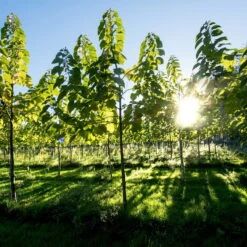 Bio Blauglockenbaum, Co2-Klimabaum 'NordMax21‘ ®, Topf-Ø 15 Cm -Garten Sicht Verkäufe 1615100163 Blu Klimabaum 8 121708