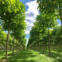 Bio Blauglockenbaum, Co2-Klimabaum 'NordMax21‘ ®, Topf-Ø 15 Cm -Garten Sicht Verkäufe 1615100163 Blu Klimabaum 9 121709