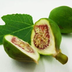 Bio Feigenbaum, Topf-Ø 12 Cm, 2er-Set -Garten Sicht Verkäufe 1620330086 Blu Bio Feige 2er Set 4 109477