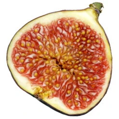 Bio Feigenbaum, Topf-Ø 12 Cm, 2er-Set -Garten Sicht Verkäufe 1620330086 Blu Bio Feige 2er Set 6 109478