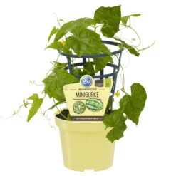 Bio Mexikanische Minigurke, Topf-Ø 12 Cm, 3er-Set