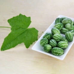 Bio Mexikanische Minigurke, Topf-Ø 12 Cm, 3er-Set -Garten Sicht Verkäufe 1620330088 Blu Bio Mexikanische Minigurke 3er Set 2 109708