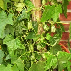 Bio Mexikanische Minigurke, Topf-Ø 12 Cm, 3er-Set -Garten Sicht Verkäufe 1620330088 Blu Bio Mexikanische Minigurke 3er Set 3 109706