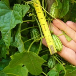 Bio Mexikanische Minigurke, Topf-Ø 12 Cm, 3er-Set -Garten Sicht Verkäufe 1620330088 Blu Bio Mexikanische Minigurke 3er Set 4 109707