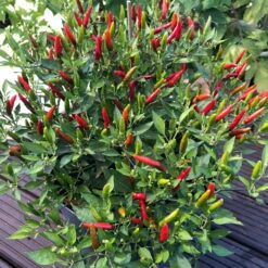 Blu Bio Chili 'Thai Chili F1', Topf-Ø 15 Cm, 3er Set -Garten Sicht Verkäufe 1620330133 Blu Bio Thai Chili T15 3er Set mit Fruechte 11 124316