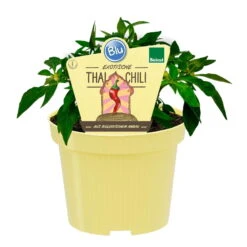 Blu Bio Chili 'Thai Chili F1', Topf-Ø 15 Cm, 3er Set -Garten Sicht Verkäufe 1620330133 Blu Bio Thai Chili T15 3er Set mit Fruechte 1 124312
