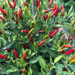 Blu Bio Chili 'Thai Chili F1', Topf-Ø 15 Cm, 3er Set -Garten Sicht Verkäufe 1620330133 Blu Bio Thai Chili T15 3er Set mit Fruechte 2 124314