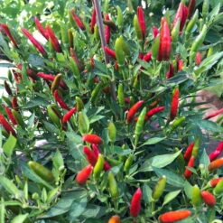 Blu Bio Chili 'Thai Chili F1', Topf-Ø 15 Cm, 3er Set -Garten Sicht Verkäufe 1620330133 Blu Bio Thai Chili T15 3er Set mit Fruechte 3 124313