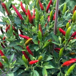 Blu Bio Chili 'Thai Chili F1', Topf-Ø 15 Cm, 3er Set -Garten Sicht Verkäufe 1620330133 Blu Bio Thai Chili T15 3er Set mit Fruechte 4 124318