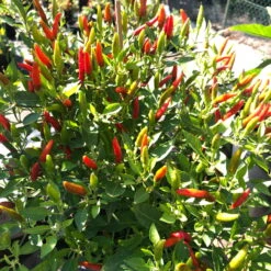 Blu Bio Chili 'Thai Chili F1', Topf-Ø 15 Cm, 3er Set -Garten Sicht Verkäufe 1620330133 Blu Bio Thai Chili T15 3er Set mit Fruechte 7 124317