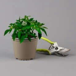 Blu Bio Chili 'Thai Chili F1', Topf-Ø 15 Cm, 3er Set -Garten Sicht Verkäufe 1620330133 Blu Bio Thai Chili T15 3er Set mit Fruechte 124315