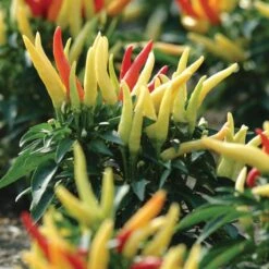 Blu Bio Paprikapflanze 'Paprikaños', Topf-Ø 15 Cm, 3er Set -Garten Sicht Verkäufe 1620330135 Blu Bio Paprikanos T15 3er Set mit Fruechte 5 124325