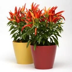 Blu Bio Paprikapflanze 'Paprikaños', Topf-Ø 15 Cm, 3er Set -Garten Sicht Verkäufe 1620330135 Blu Bio Paprikanos T15 3er Set mit Fruechte 6 124324