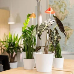 Sunlite Pflanzenlampe Kupfer, 7 Watt -Garten Sicht Verkäufe 2950200231 Sunlite Pflanzenlampe Kupfer 7W 4 60396