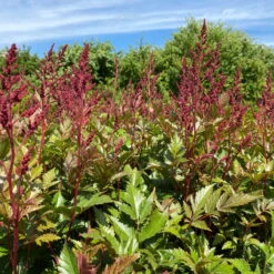 Bio Prachtspiere Rot, Topf-Ø 11 Cm, 3er-Set -Garten Sicht Verkäufe 319100263 astilbe arendsii rot 2 123841