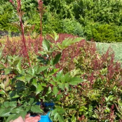 Bio Prachtspiere Rot, Topf-Ø 11 Cm, 3er-Set -Garten Sicht Verkäufe 319100263 astilbe arendsii rot 4 123843