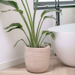 Pflanzgefäß 'Rib', Beige -Garten Sicht Verkäufe 3210104126 3210104127 pflanzgefaess rib beige 3 116921