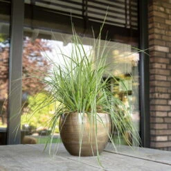 Pflanzgefäß 'Rowen', Gold, Ø 19 X H 13 Cm -Garten Sicht Verkäufe 3210801608 Pflanzgefaess Rowen gold 1 114972