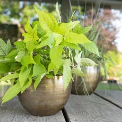 Pflanzgefäß 'Rowen', Gold, Ø 22 X H 17 Cm -Garten Sicht Verkäufe 3210801609 Pflanzgefaess Rowen gold D 22 x H 17 cm 2 114968