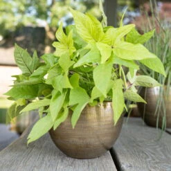 Pflanzgefäß 'Rowen', Gold, Ø 22 X H 17 Cm -Garten Sicht Verkäufe 3210801609 Pflanzgefaess Rowen gold D 22 x H 17 cm 3 114967