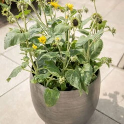 Pflanzgefäß 'Rowen', Silber, Ø 50 X H 47 Cm -Garten Sicht Verkäufe 3210801625 3210801626 3210801627 3210801628 Pflanzgefaess Rowen silber 6 115002