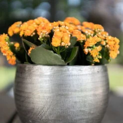 Pflanzgefäß 'Rowen', Silber, Ø 31 X H 28 Cm -Garten Sicht Verkäufe 3210801625 Pflanzgefaess Rowen silber D 31 x H 28 cm 4 115008