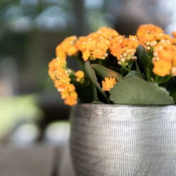 Pflanzgefäß 'Rowen', Silber, Ø 31 X H 28 Cm -Garten Sicht Verkäufe 3210801625 Pflanzgefaess Rowen silber D 31 x H 28 cm 5 115009