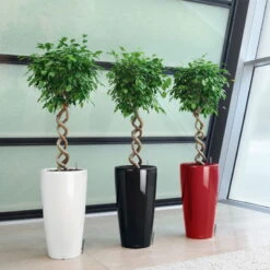 LECHUZA Rondo Premium, All-in-One-Set, Weiß Hochglanz, Ø 33 Cm, H:56 Cm 7 LECHUZA Rondo Premium, All-in-One-Set, Weiß Hochglanz, Ø 33 Cm, H:56 Cm -Garten Sicht Verkäufe 3325100103 Rondo Premium40 weiss All in OneSet D40xH75cm RGB 7757 1