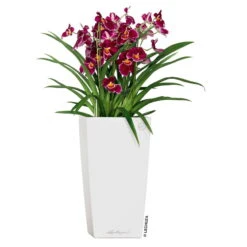 LECHUZA Cubico Premium 30, Weiß Hochglanz, All-in-One-Set , 30x30, H:56 Cm 6 LECHUZA Cubico Premium 30, Weiß Hochglanz, All-in-One-Set , 30x30, H:56 Cm -Garten Sicht Verkäufe 3325100114 CubicoPremium22 weiss All in One Set 22x22x41cm RGB 2 7572