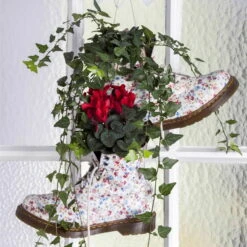 Alpenveilchen 'Outland', Rot/weiß, Topf-Ø 10,5 Cm, 6er-Set -Garten Sicht Verkäufe Cyclamen persicum rot 4 69027