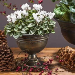 Alpenveilchen 'Outland', Rot/weiß, Topf-Ø 10,5 Cm, 6er-Set -Garten Sicht Verkäufe Cyclamen persicum weiss 69016 1