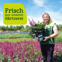 Bio Flammenblume 'Septemberglut' Pink, Topf-Ø 11 Cm, 3er-Set -Garten Sicht Verkäufe frau setz eigenproduktion 47