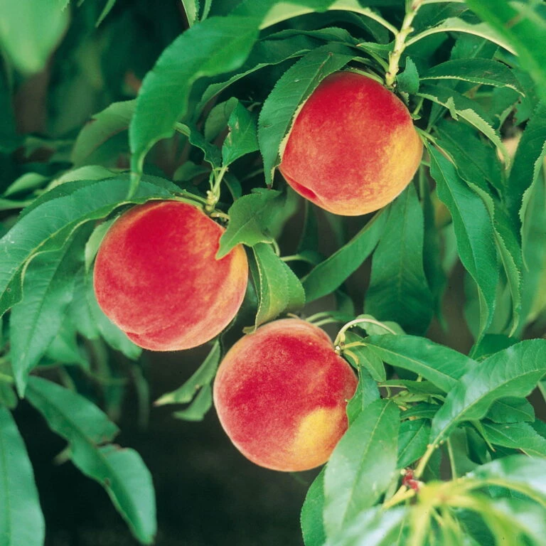 Garten Sicht Verkäufe -Garten Sicht Verkäufe 1