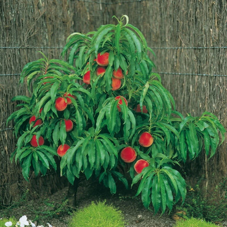 Garten Sicht Verkäufe -Garten Sicht Verkäufe 2