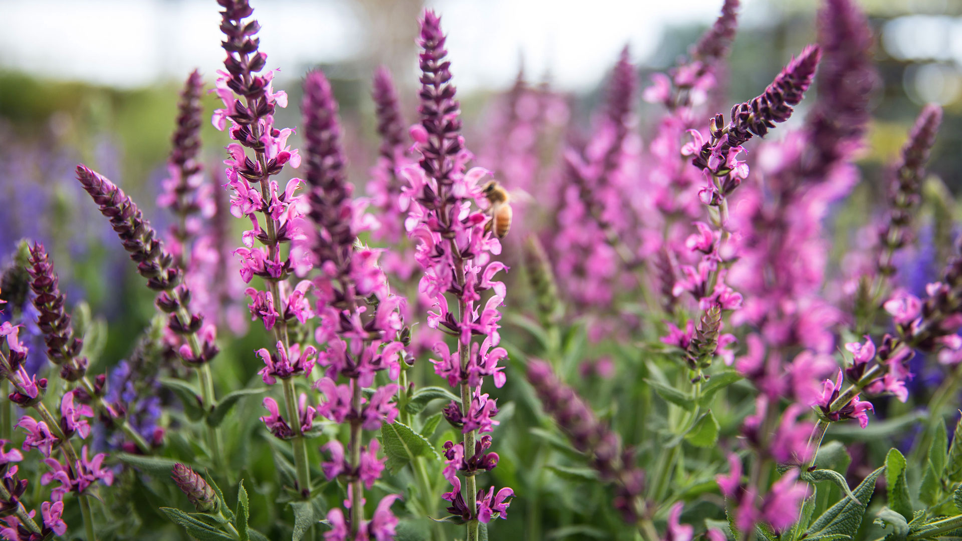 Garten Sicht Verkäufe -Garten Sicht Verkäufe q 3